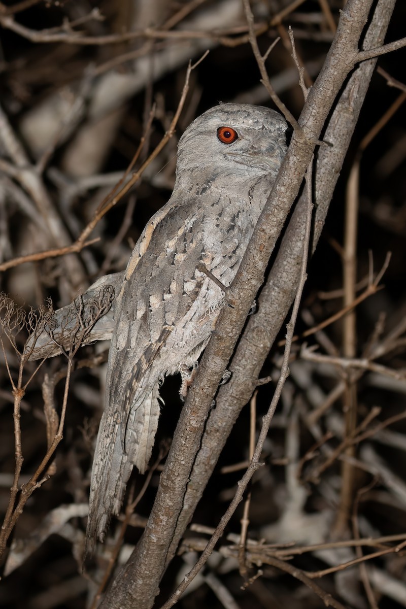 Tawny Frogmouth - ML622903957