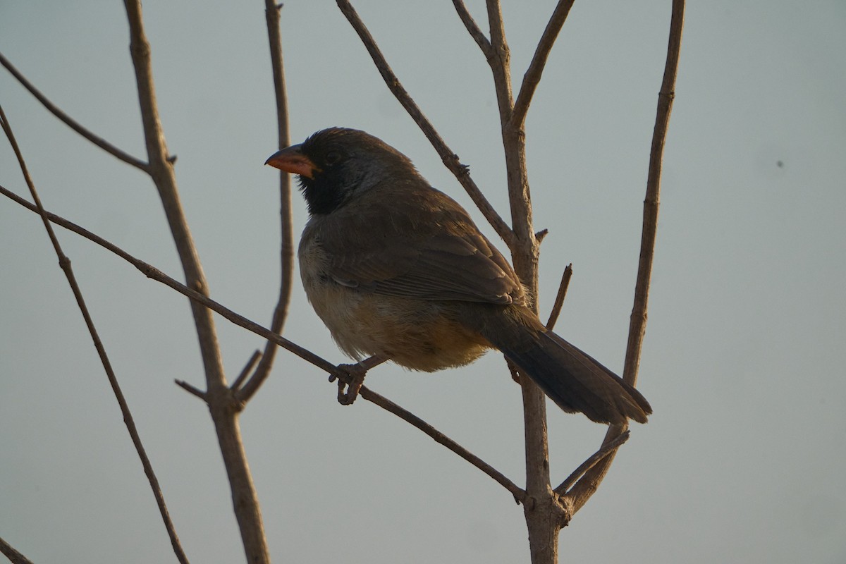 Black-throated Saltator - ML622903958