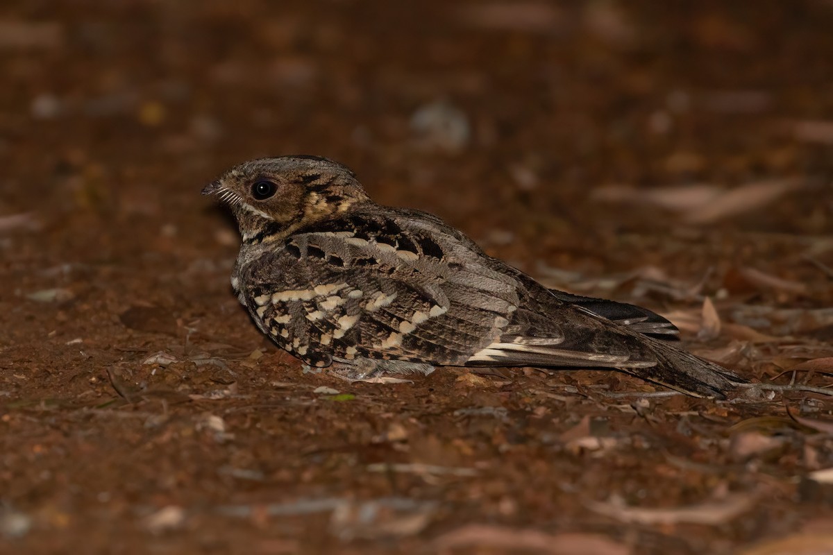 Large-tailed Nightjar - ML622903978