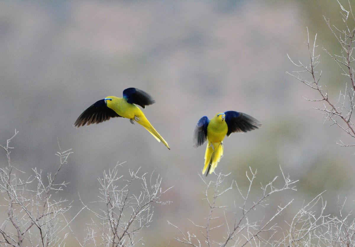 Elegant Parrot - ML622903992