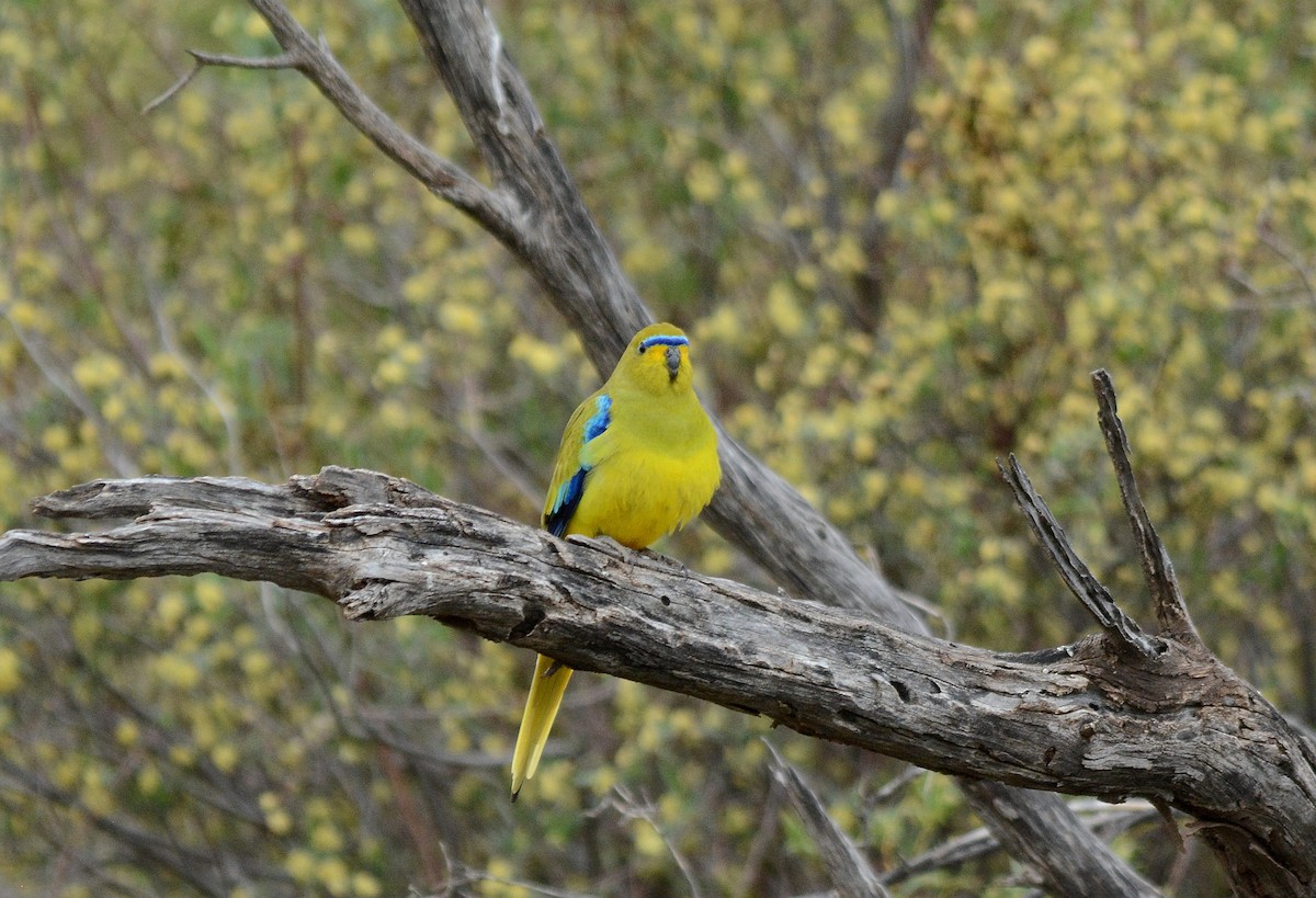 Elegant Parrot - ML622904003