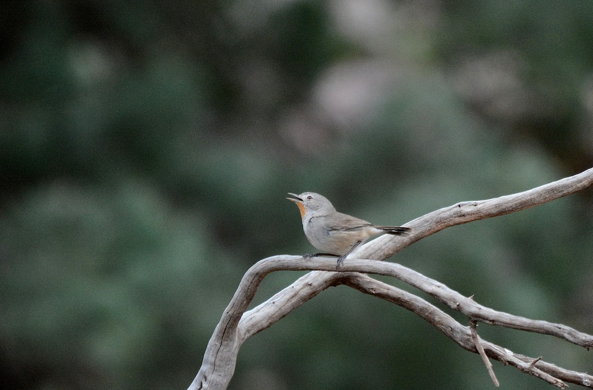 Redthroat - ML622904025