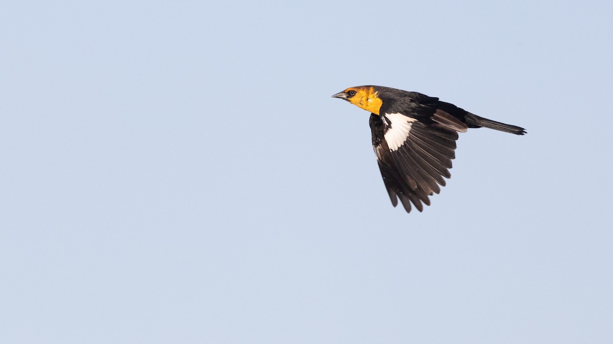 Yellow-headed Blackbird - ML622904040