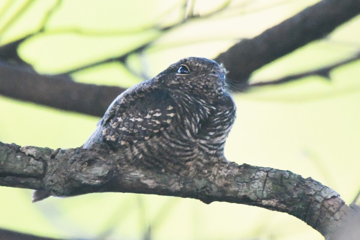 Ladder-tailed Nightjar - ML622904042