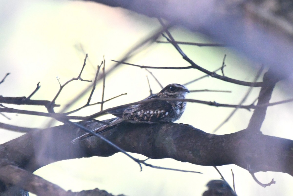 Ladder-tailed Nightjar - ML622904044