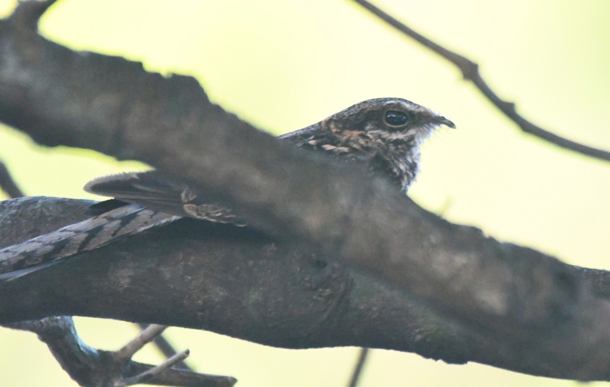 Ladder-tailed Nightjar - ML622904045