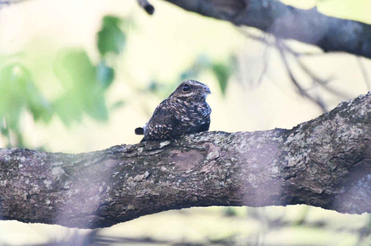 Ladder-tailed Nightjar - ML622904046