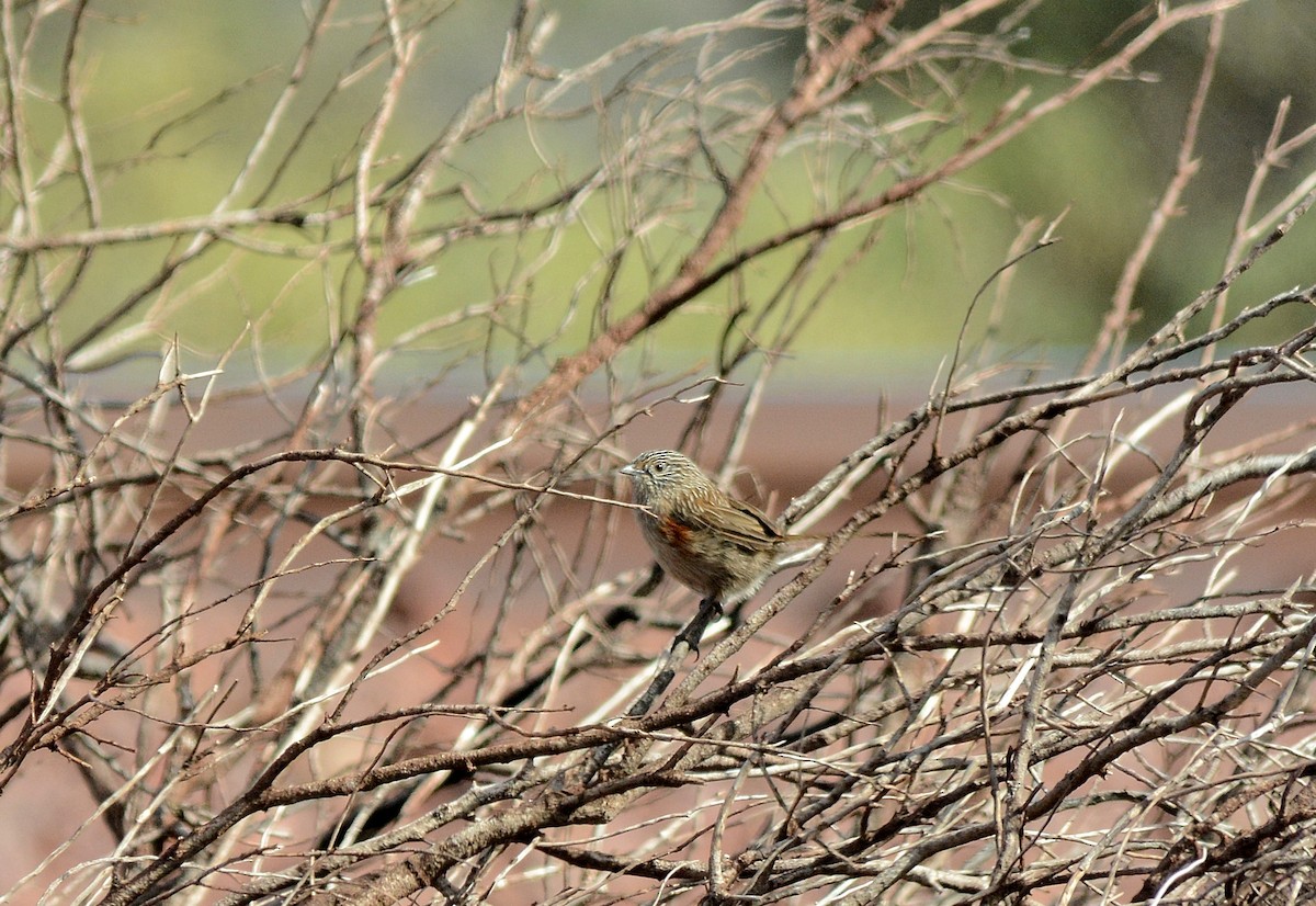 Western Grasswren - ML622904090