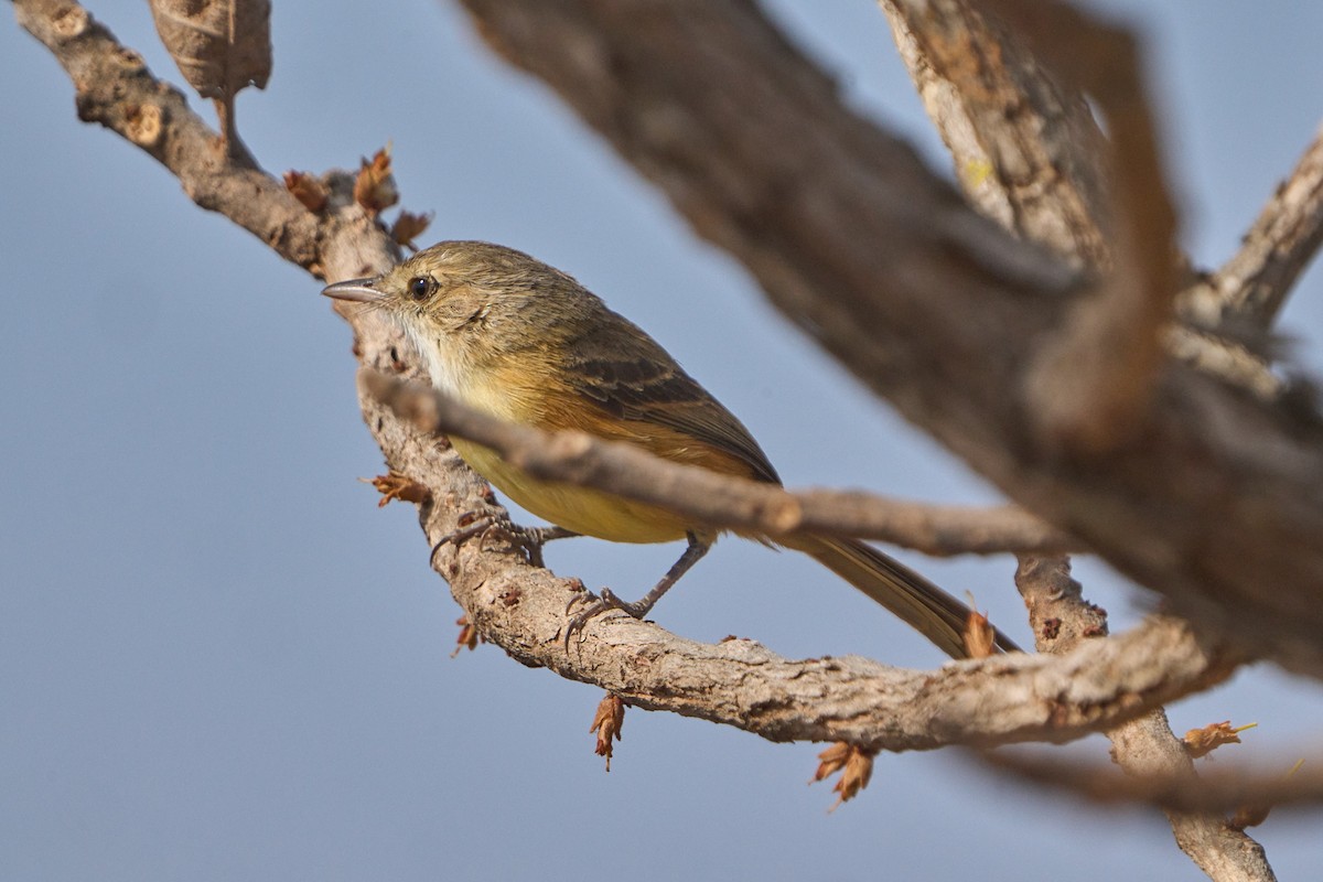 Rufous-sided Scrub-Tyrant - ML622904132