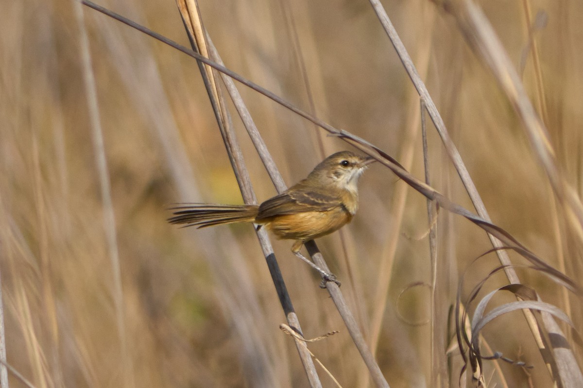 Rufous-sided Scrub-Tyrant - ML622904133