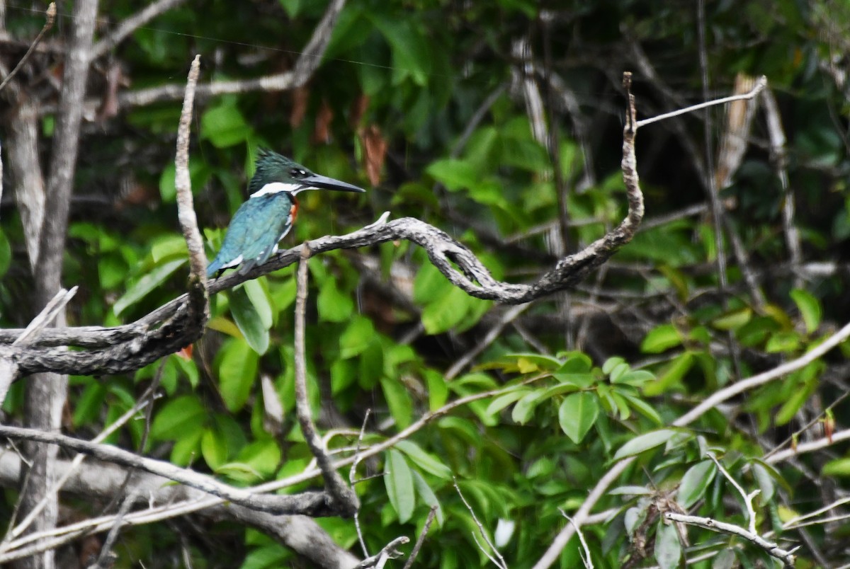 Amazon Kingfisher - Sara Newman