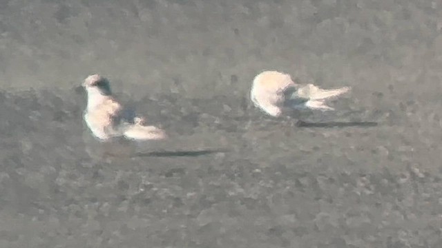 Forster's Tern - ML622904183