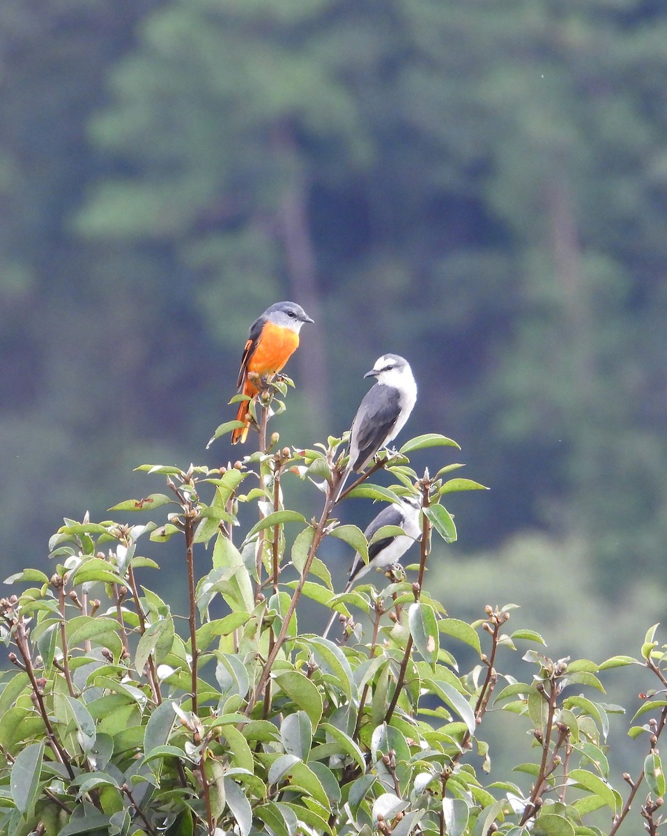 Brown-rumped Minivet - ML622904188