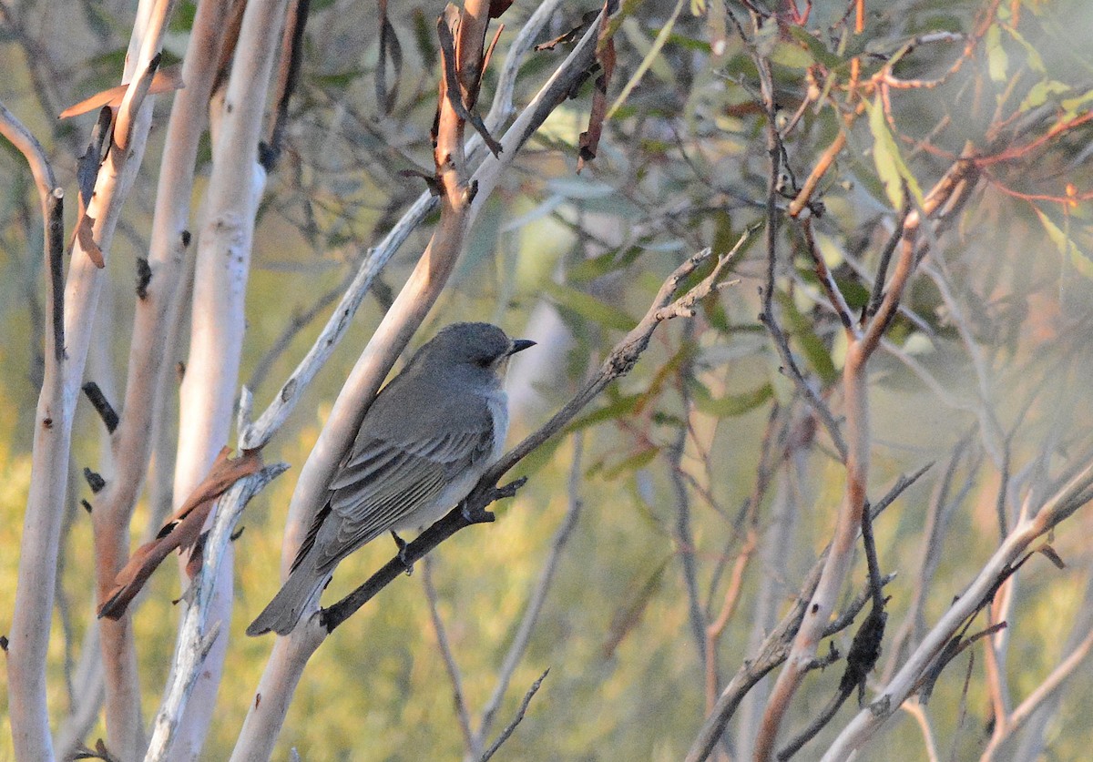Red-lored Whistler - ML622904199