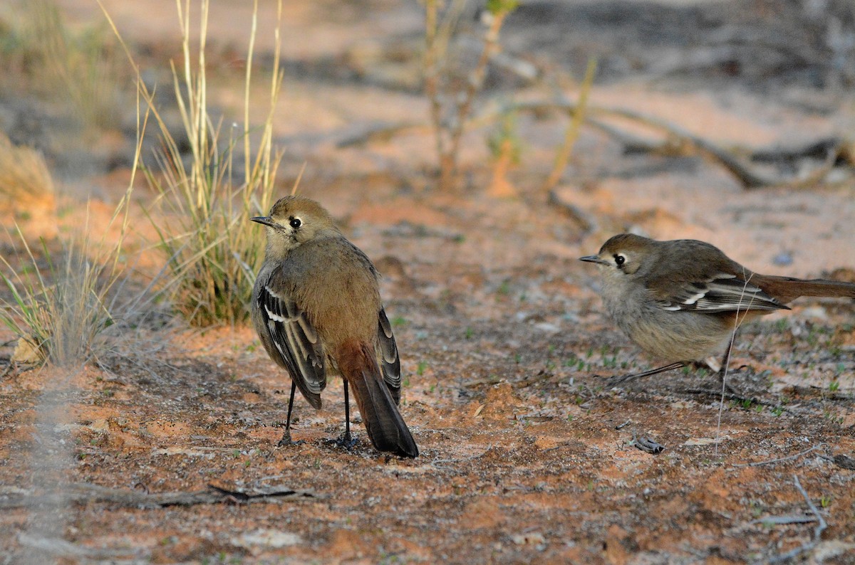 Southern Scrub-Robin - ML622904201