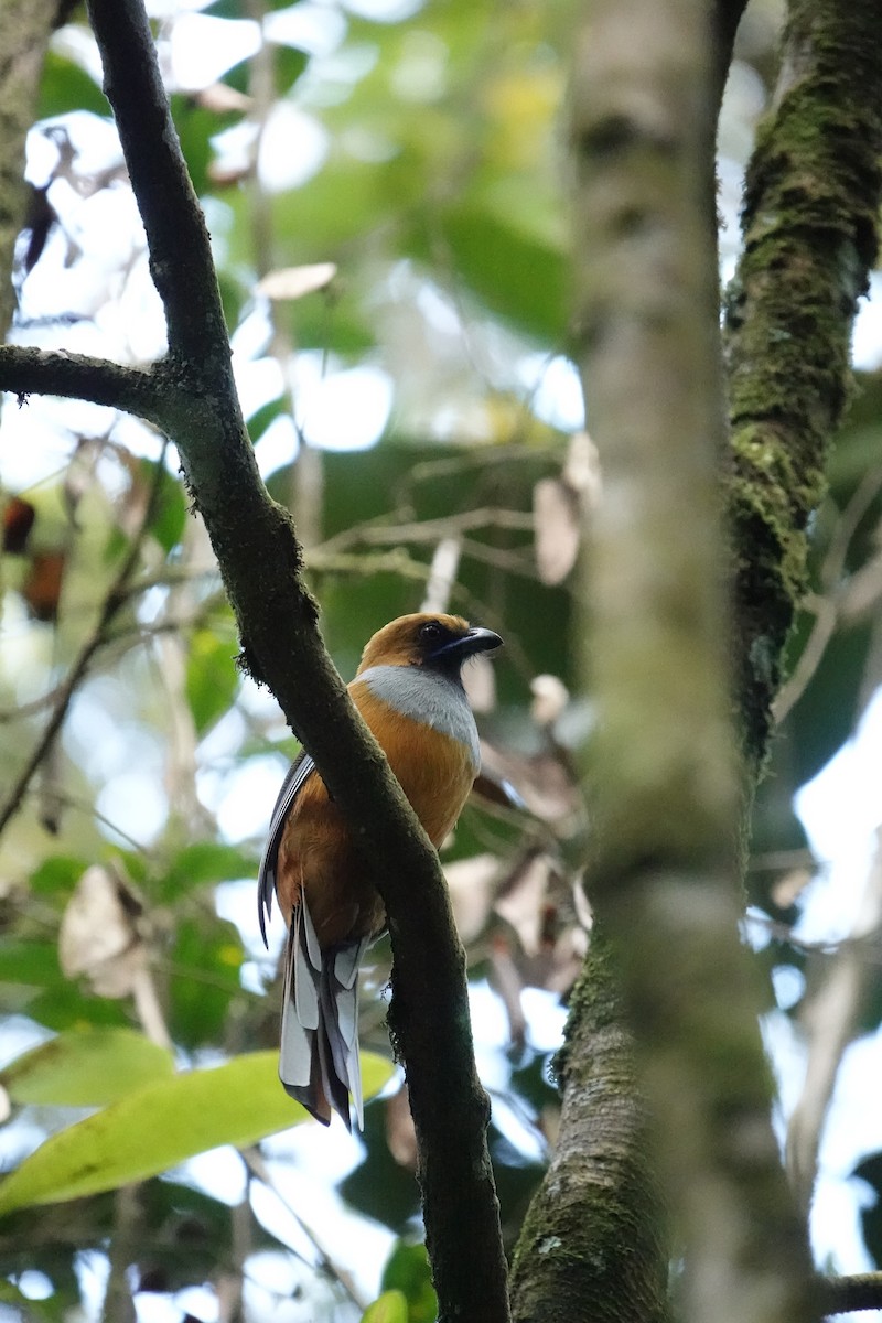 Trogón de Borneo - ML622904224