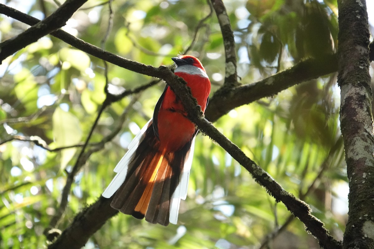 Trogón de Borneo - ML622904241