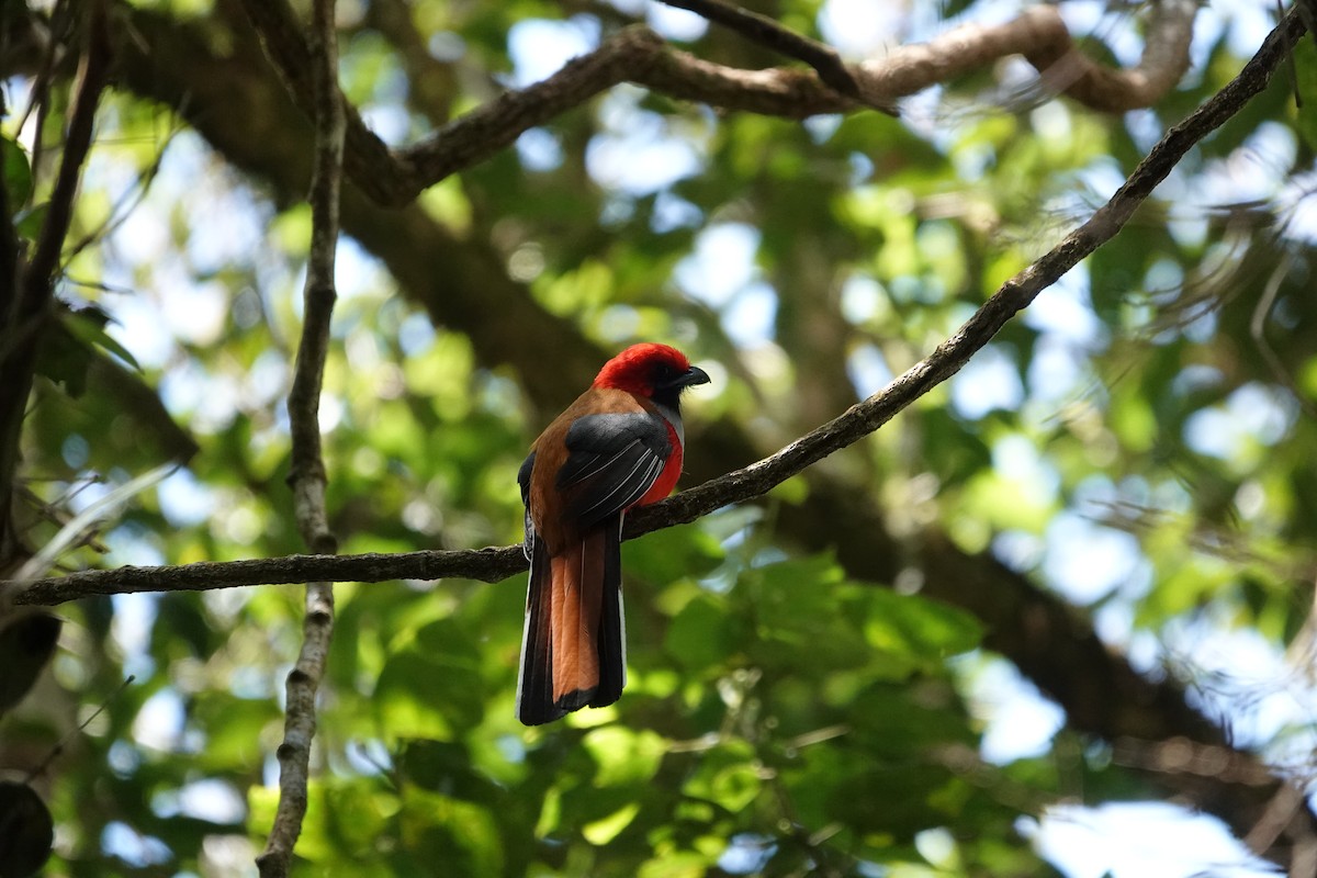 Trogón de Borneo - ML622904258