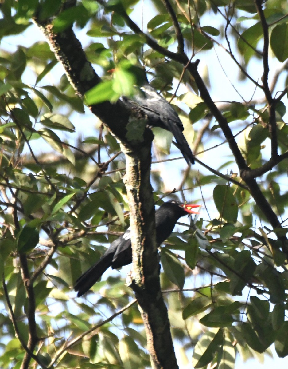 Black Nunbird - ML622904282