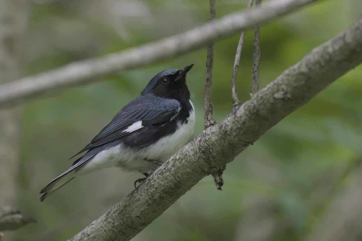 Black-throated Blue Warbler - Michael Drevininkas