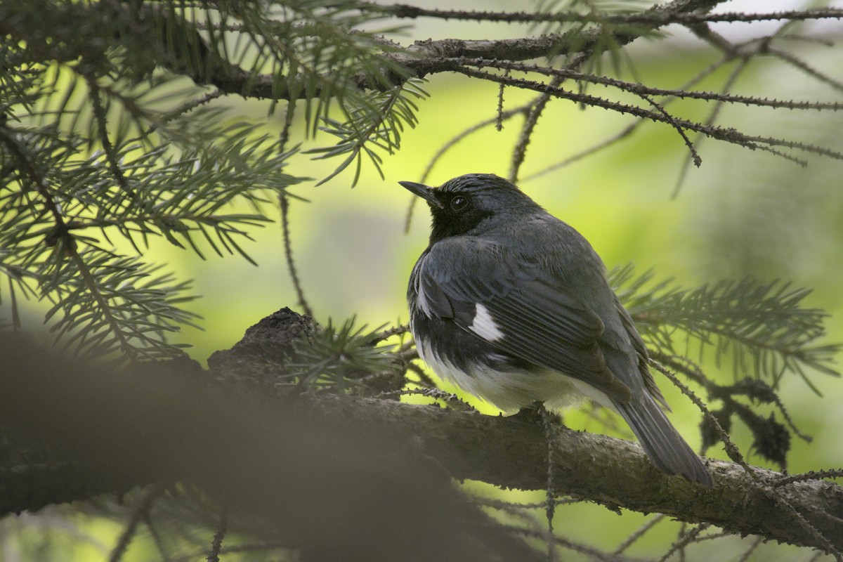 Black-throated Blue Warbler - ML622904311