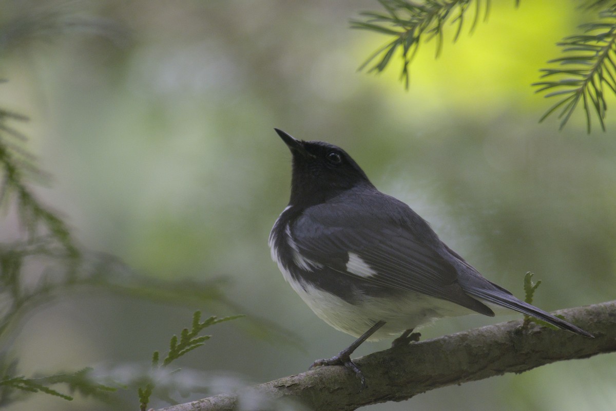 Black-throated Blue Warbler - ML622904312