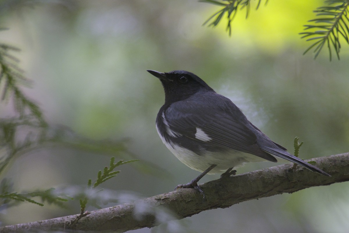 Black-throated Blue Warbler - ML622904313