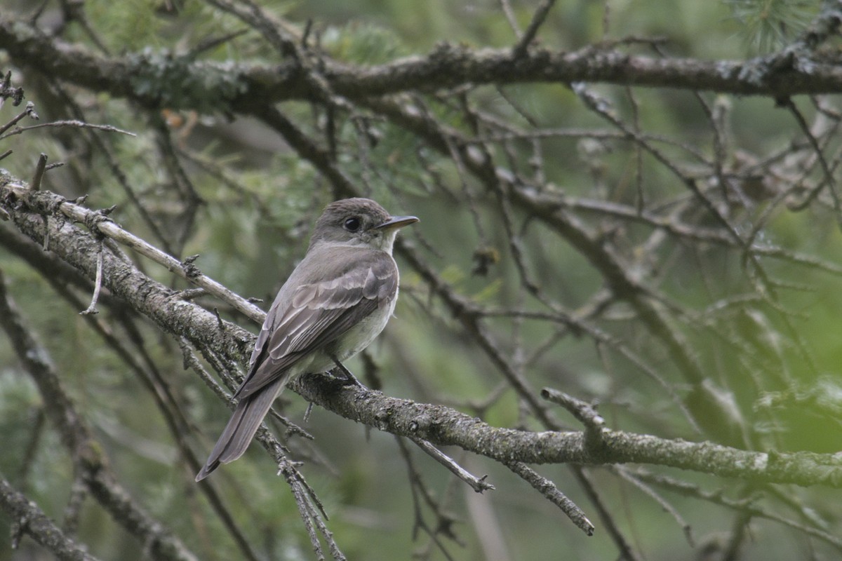 Eastern Wood-Pewee - ML622904324