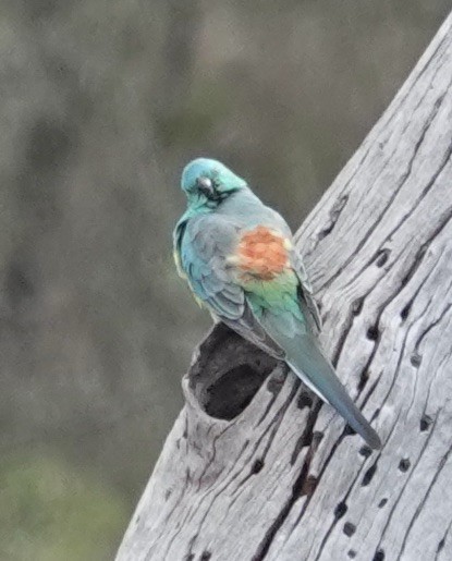 Red-rumped Parrot - ML622904325