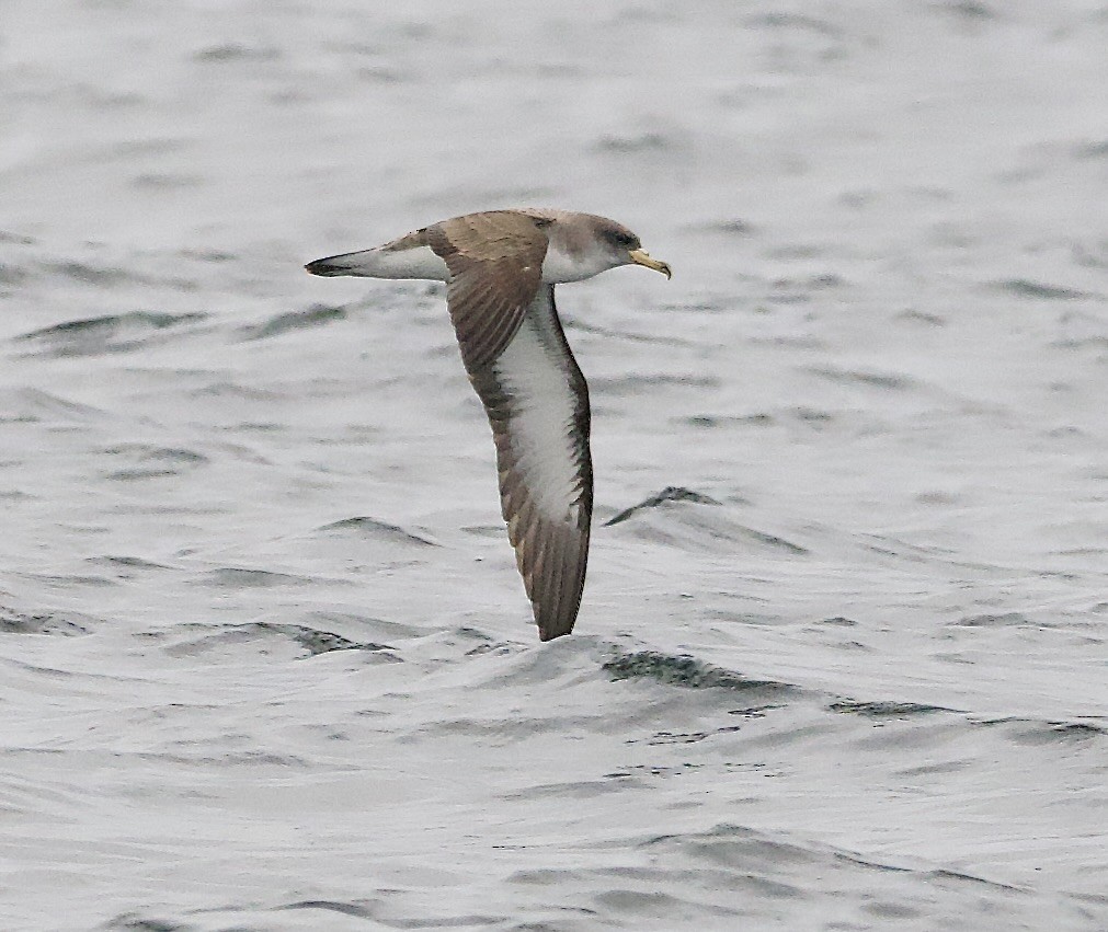 Cory's Shearwater - John Gregory