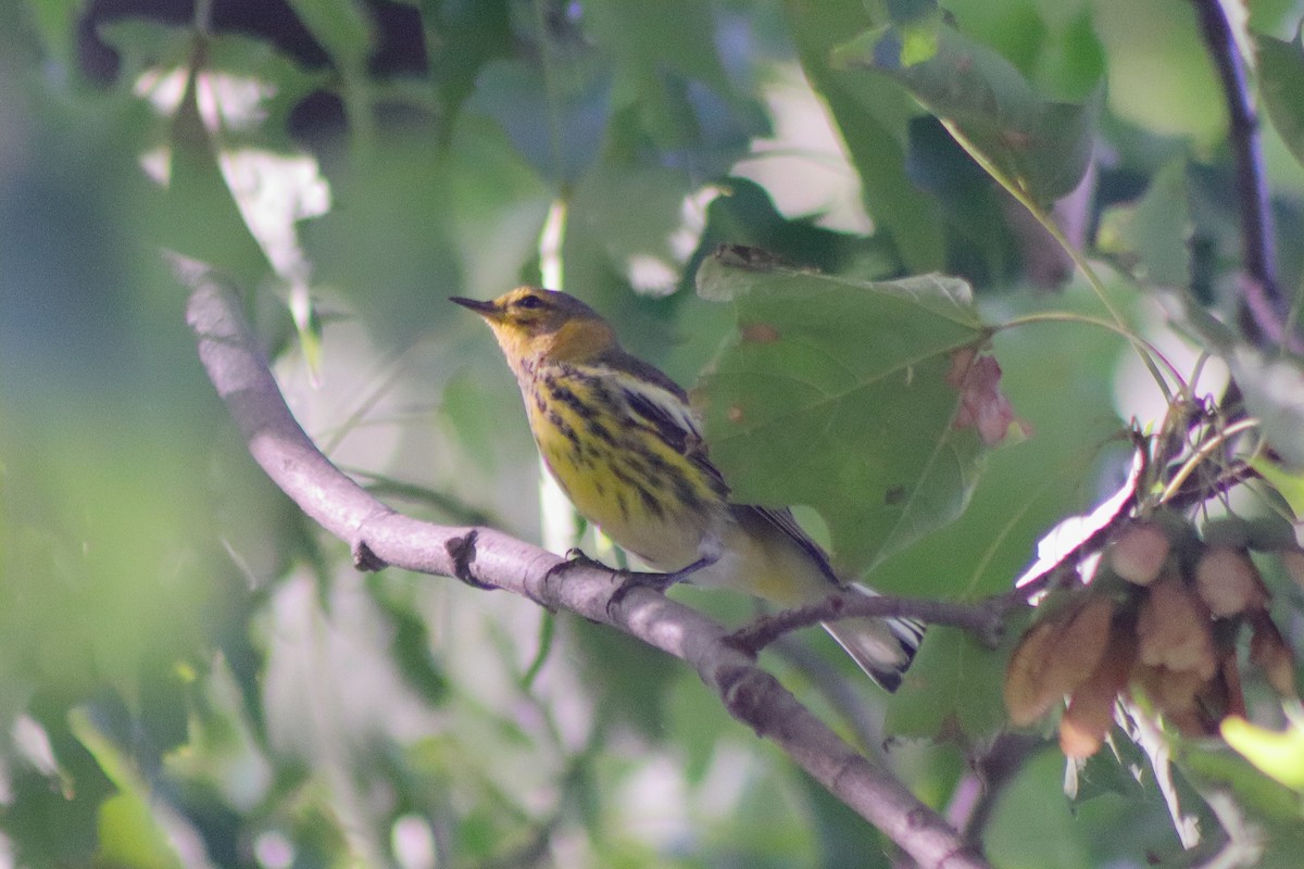 Cape May Warbler - Cory Ruchlin