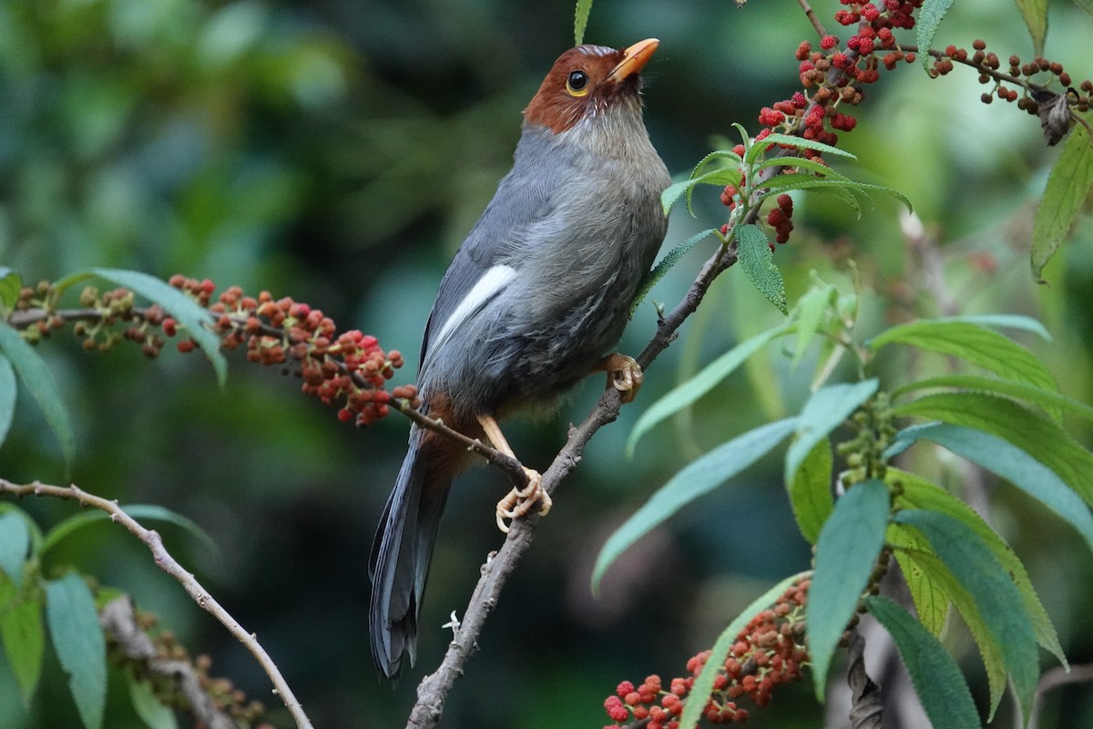 Chestnut-hooded Laughingthrush - David Hancock