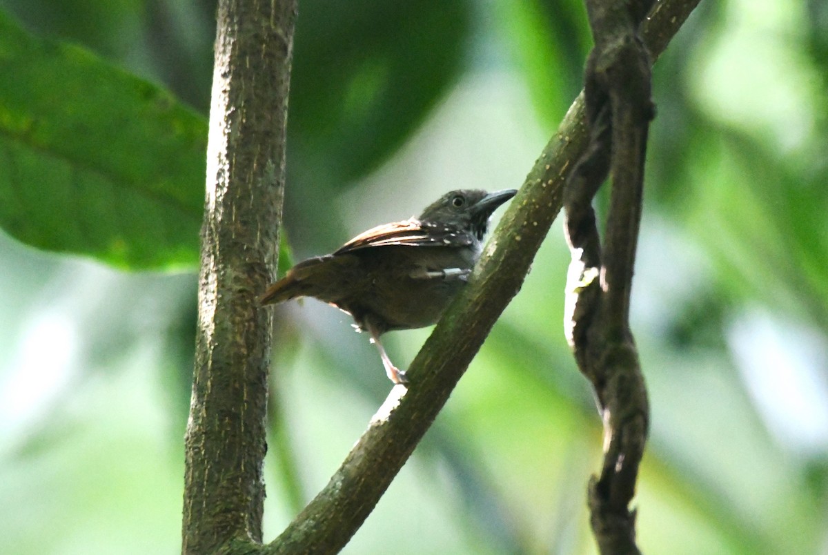 Brown-bellied Stipplethroat - ML622904414