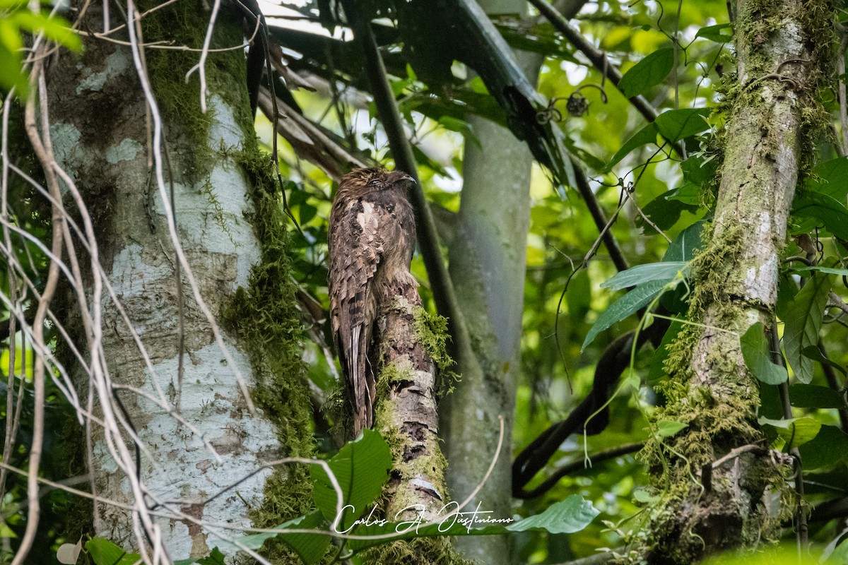 Common Potoo - ML622904420