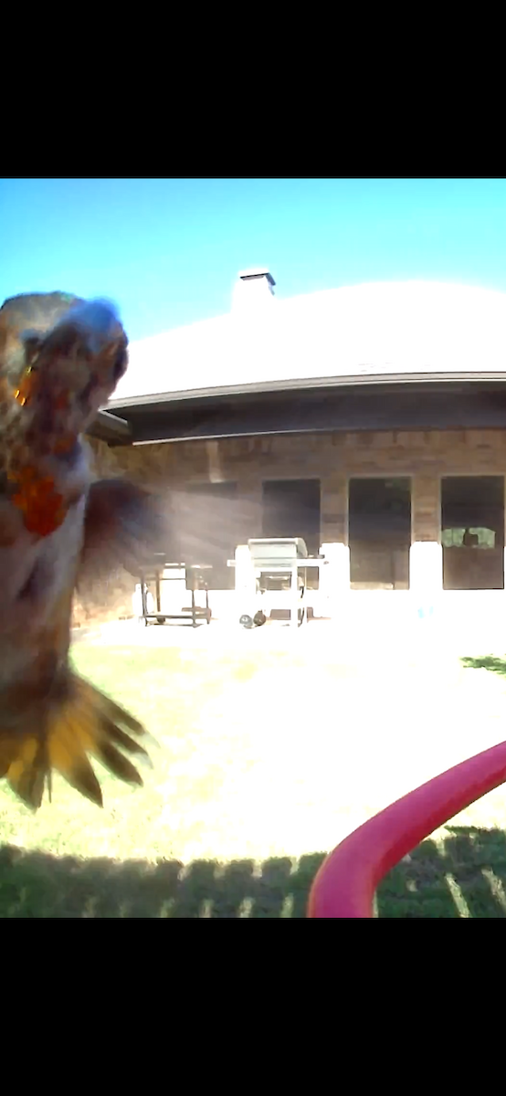 Allen's Hummingbird - ML622904563