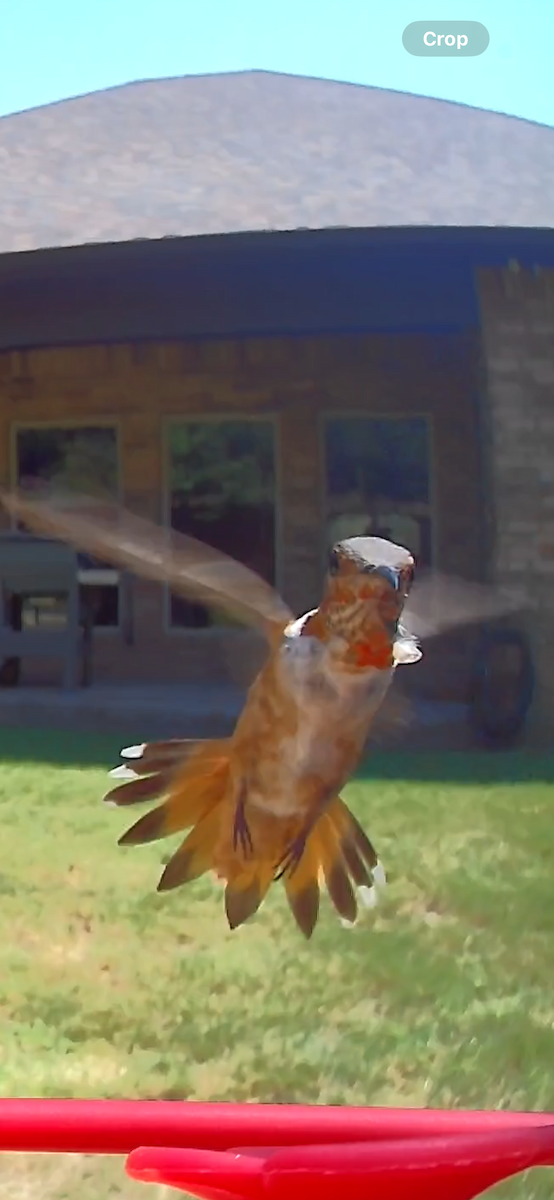 Allen's Hummingbird - ML622904564