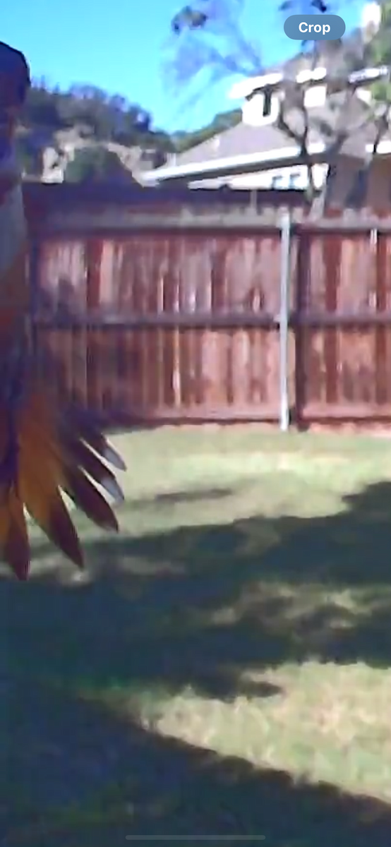 Allen's Hummingbird - ML622904565