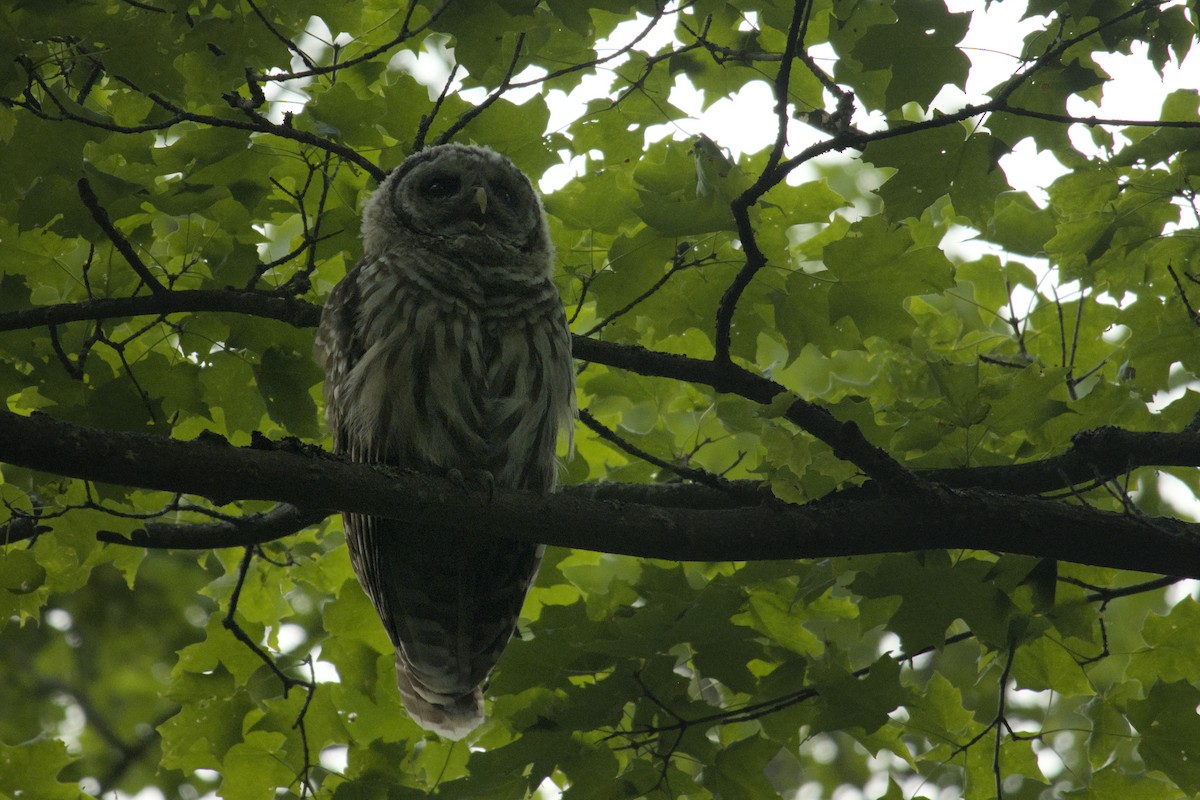 Barred Owl - ML622904575