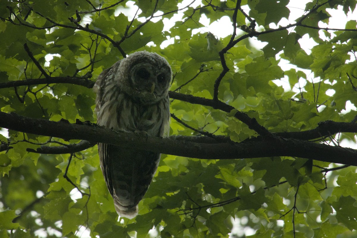 Barred Owl - ML622904577