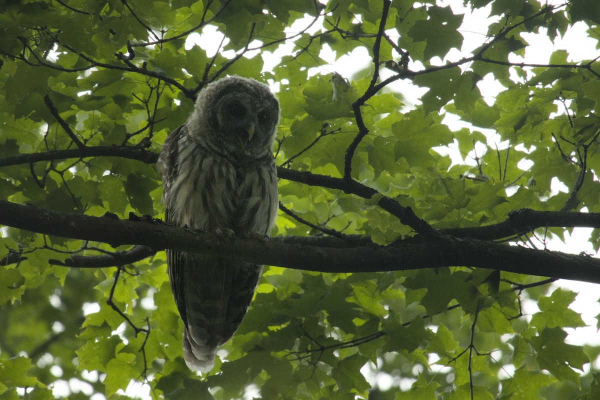 Barred Owl - ML622904579