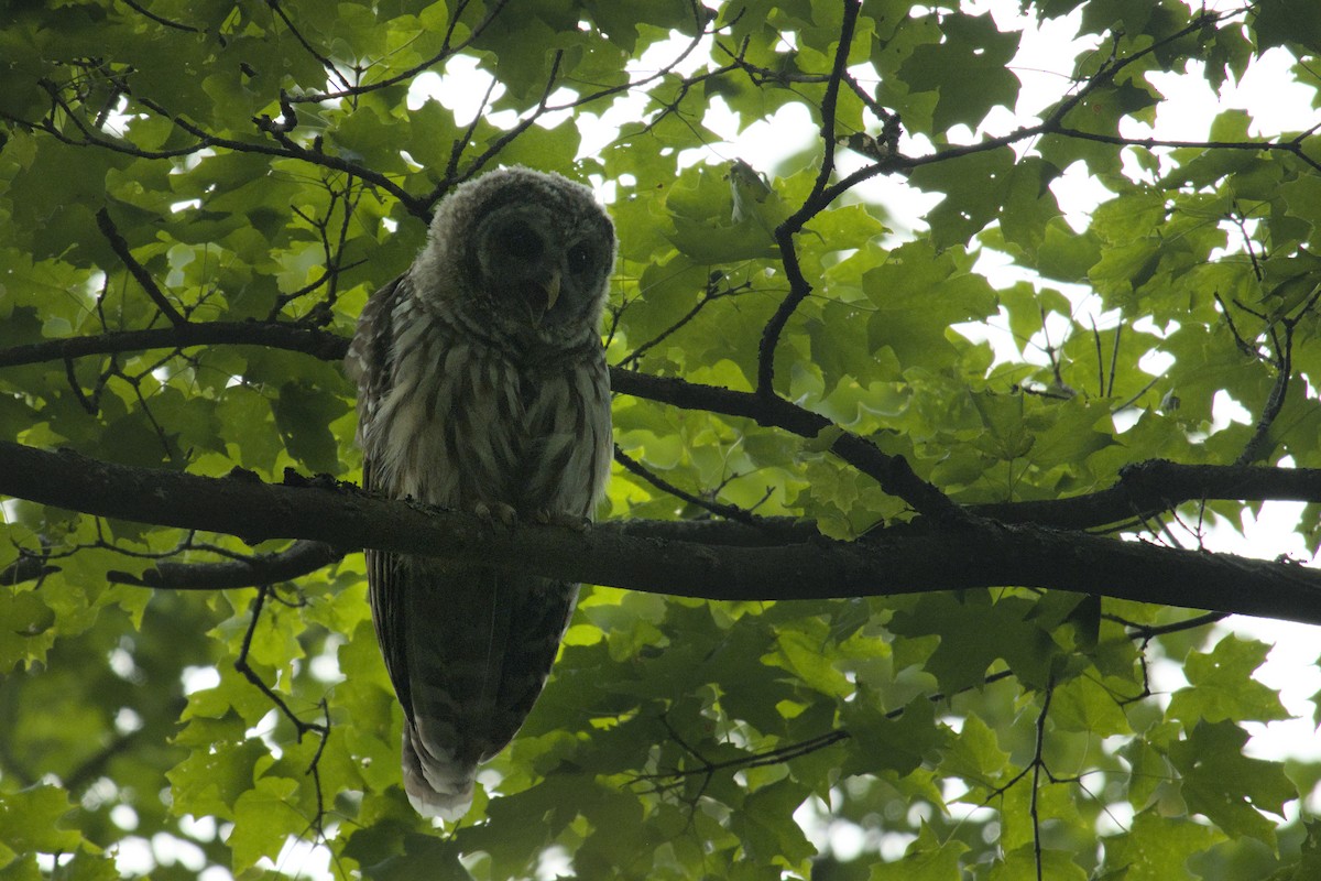 Barred Owl - ML622904580