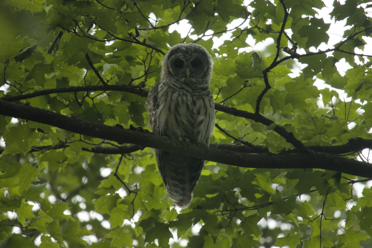 Barred Owl - ML622904581