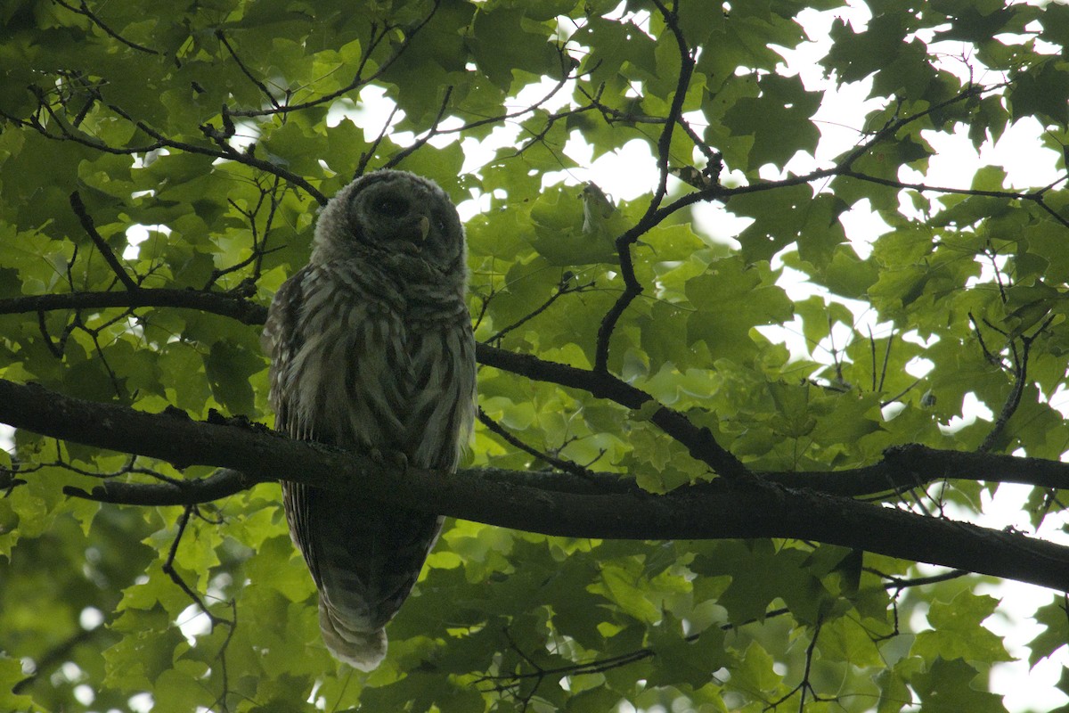 Barred Owl - ML622904582