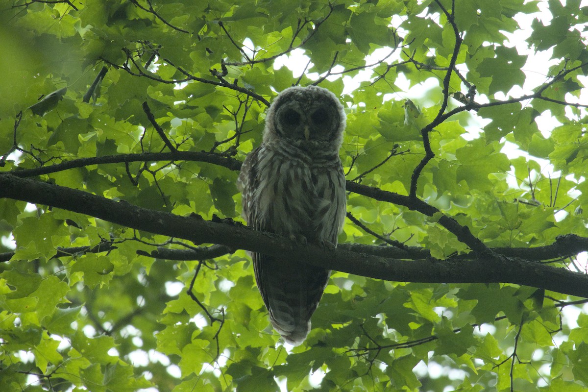 Barred Owl - ML622904584