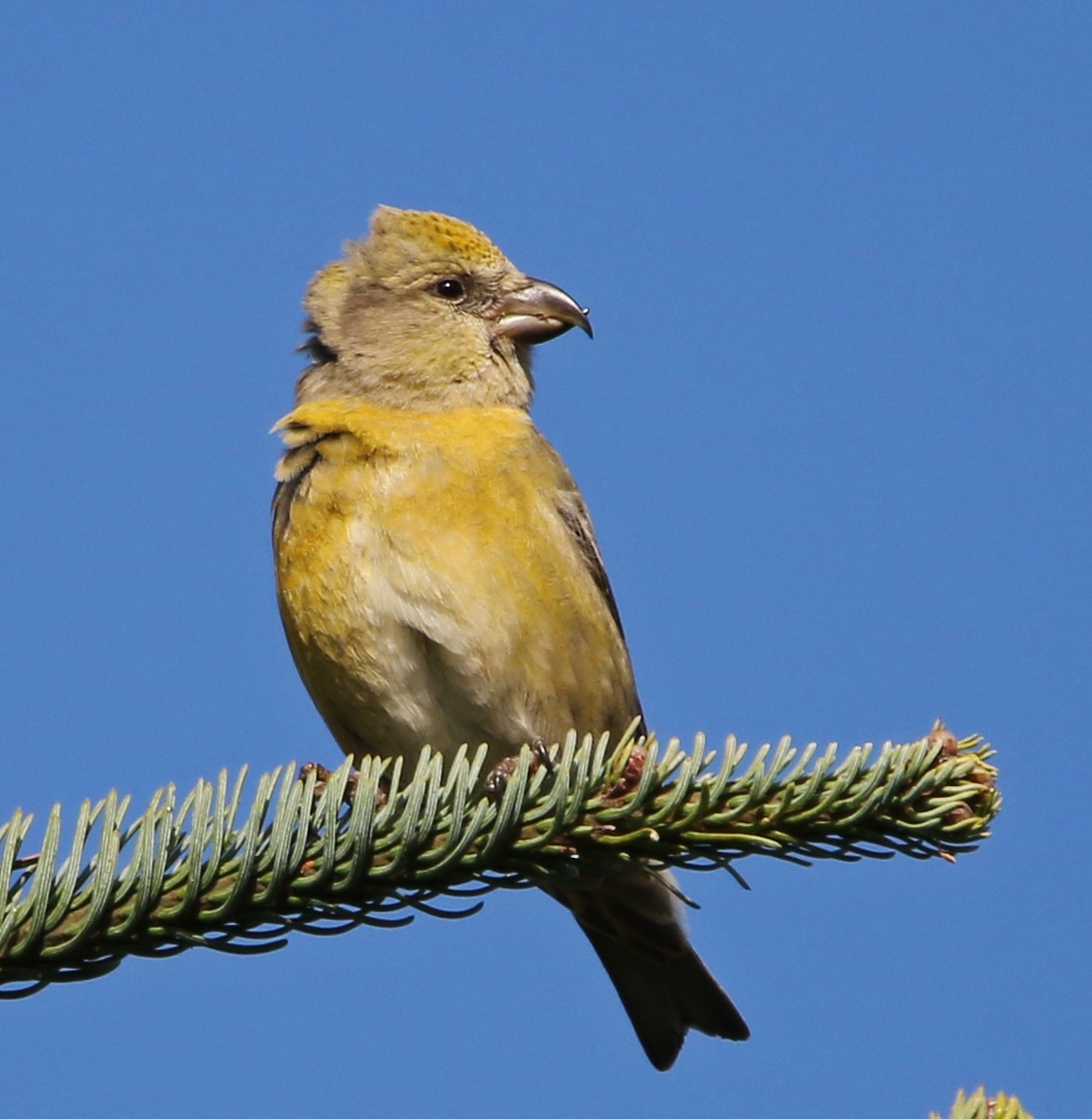 Red Crossbill - ML622904699