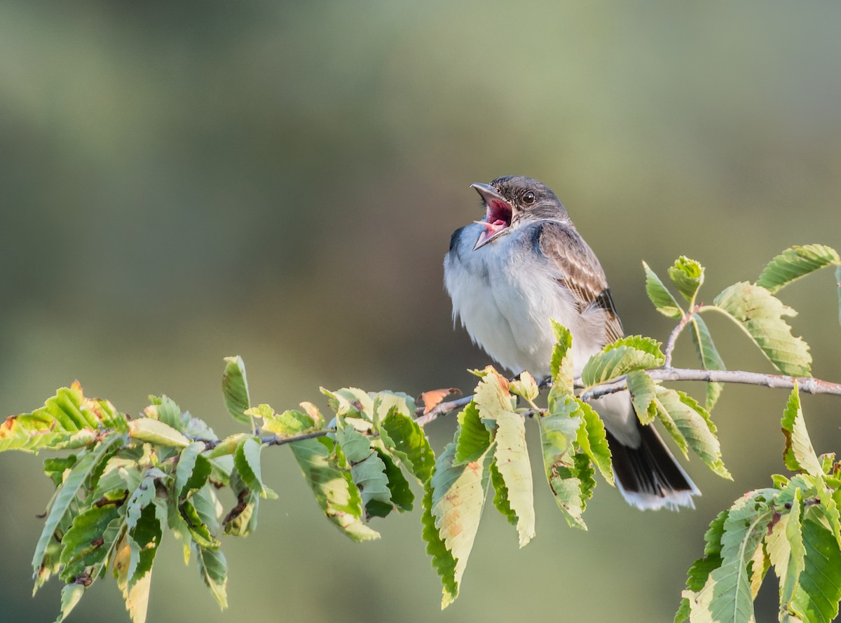 Eastern Kingbird - ML622904765