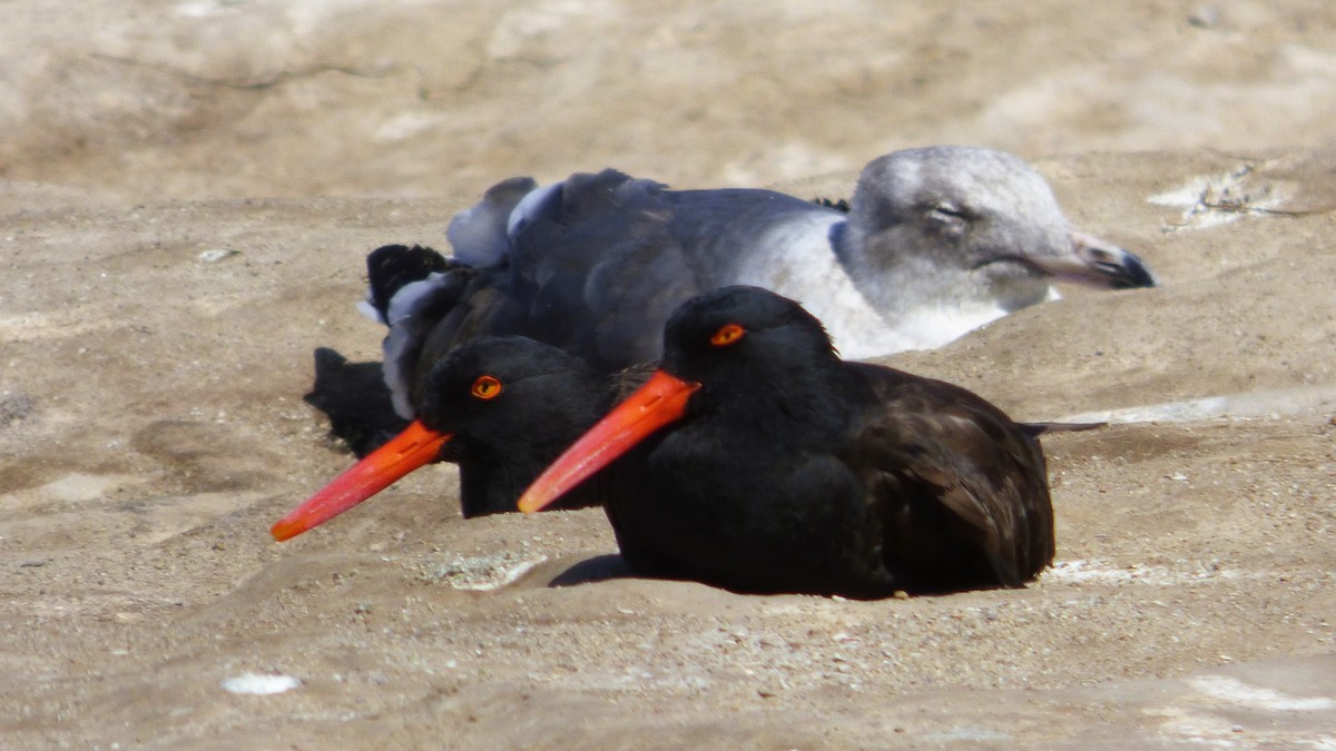 Black Oystercatcher - Rustom Jamadar