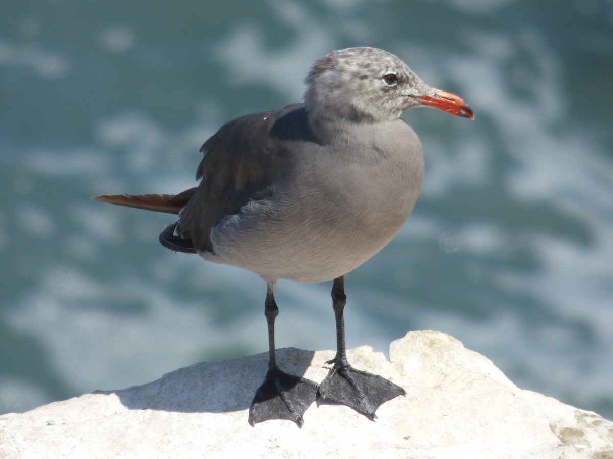 Heermann's Gull - Rustom Jamadar