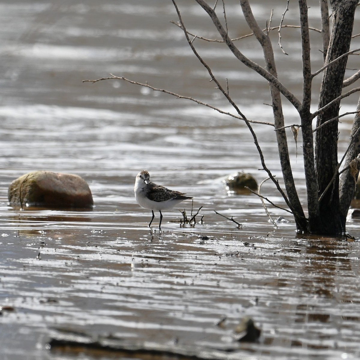 Semipalmated Sandpiper - Ronnie Reed