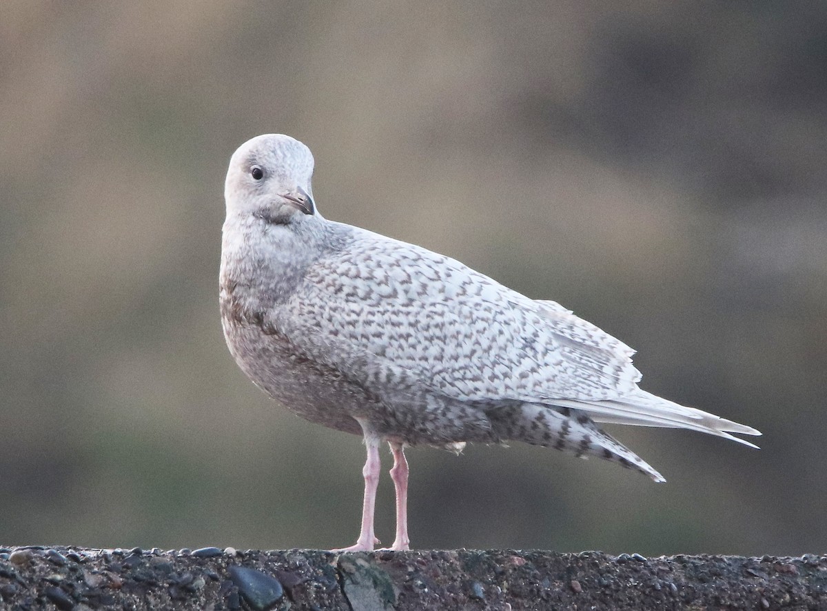 Iceland Gull - ML622904804